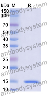 [Antibodysystem] Anti-Chick LYZ/Lysozyme C Nanobody (SAA0898)