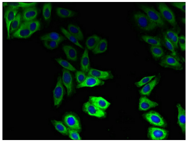 [AFG Scientific] ABCB1 Antibody