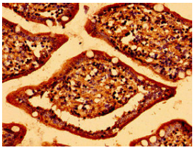 [AFG Scientific] ABR Antibody