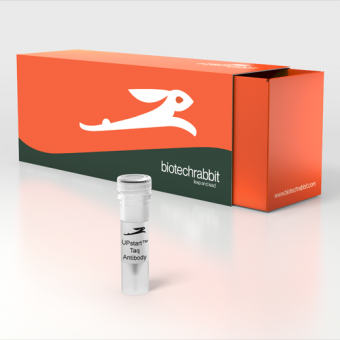 [Biotechrabbit] UPstart™ Plus Taq Antibody, 1 mg/ml