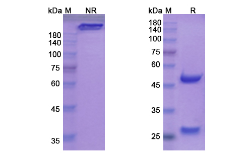 [Proteogenix] Vatelizumab Biosimilar – Anti-ITGA2 mAb – Research Grade