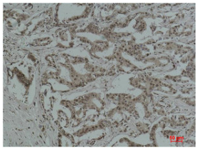 [AFG Scientific] Acetyl Lysine Monoclonal Antibody