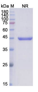 [Proteogenix] Abciximab Biosimilar – Anti-ITGA2B_ITGB3 mAb – Research Grade