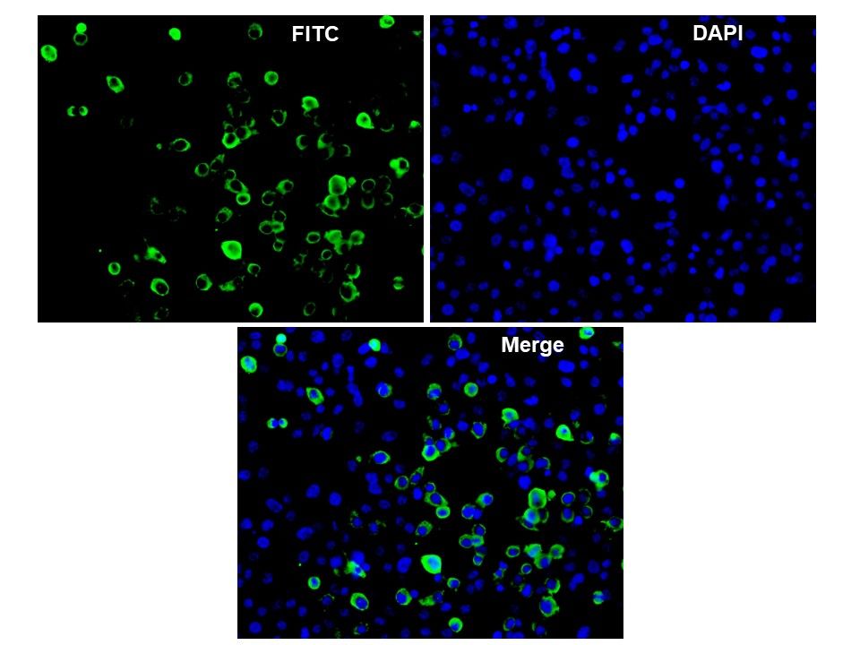 [ICL lab] Anti-Feline Calicivirus Antibody (Mouse - Clone #13E12) - Monoclonal