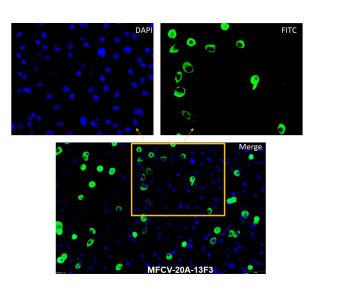 [ICL lab] Anti-Feline Calicivirus Antibody (Mouse - Clone #13F3) - Monoclonal