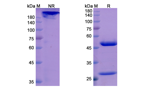 [Proteogenix] Orilanolimab Biosimilar – Anti-FCGRT mAb – Research Grade