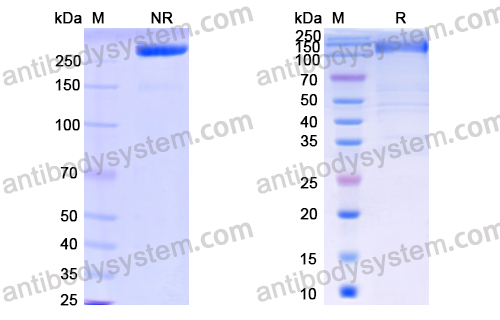 [Antibodysystem] Research Grade Olamkicept