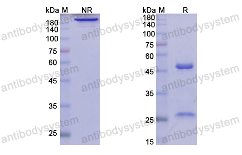 [Antibodysystem] Research Grade Elsilimomab