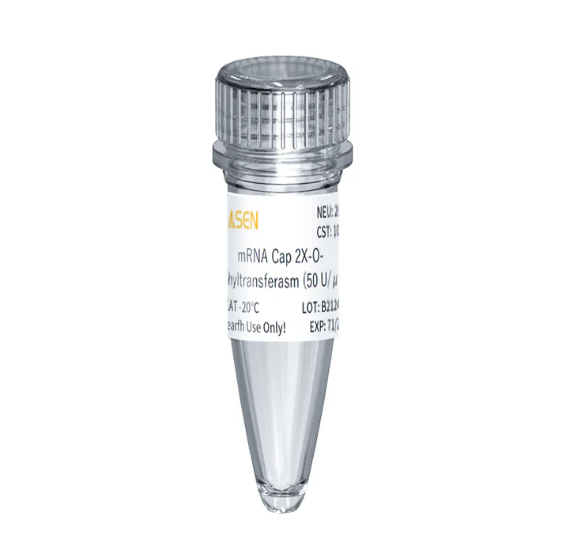 [YEASEN] mRNA Cap 2'-O-Methyltransferase GMP-grade (50 U/μl)