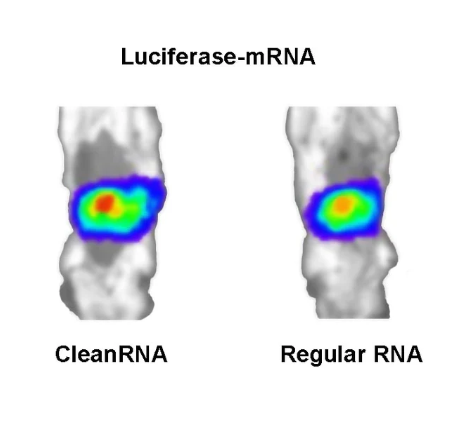 [YEASEN] CleanRNA™ Firefly Luciferase-mRNA (low dsRNA)