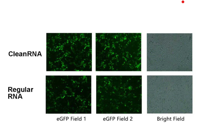 [YEASEN] CleanRNA™ eGFP-mRNA (low dsRNA)