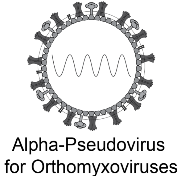 [Virongy] Influenza Pseudoviral Neutralization Assay Kit