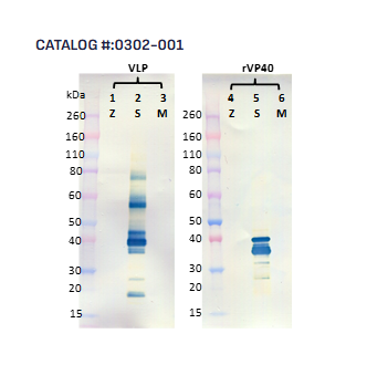 [IBT Bioservices] Rabbit anti-Sudan Virus VP40 pAb