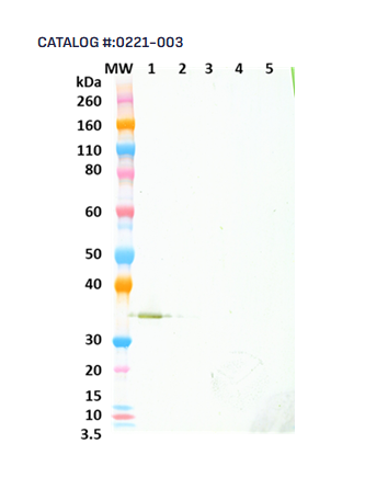 [IBT Bioservices] Human anti-Alpha Hemolysin (Hla) mAb (327)