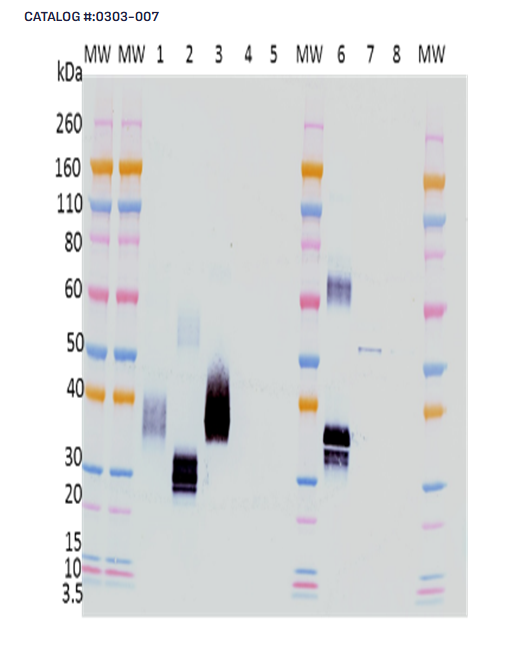 [IBT Bioservices] Rabbit anti-Marburg Virus GP pAb