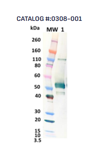 [IBT Bioservices] Rabbit anti-ZIKA GP pAb