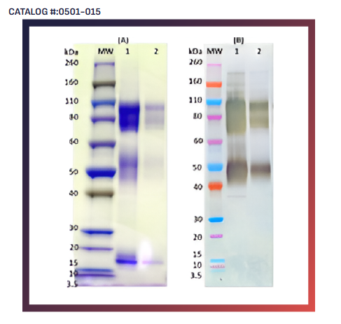 [IBT Bioservices] Recombinant Zaire Ebola virus GPΔTM (Sf9) – 100ug