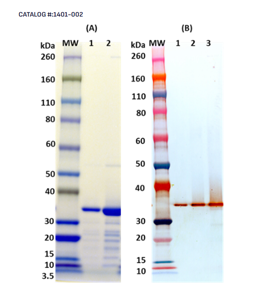 [IBT Bioservices] Recombinant Hla, tag free (S. aureus)