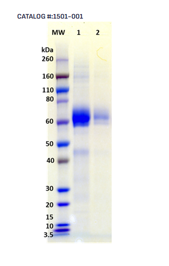 [IBT Bioservices] Recombinant Influenza Hemagglutinin Antigen Glycoprotein (H5N1 Vietnam)