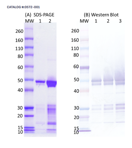 [IBT Bioservices] SARS-CoV2 Nucleocapsid Protein