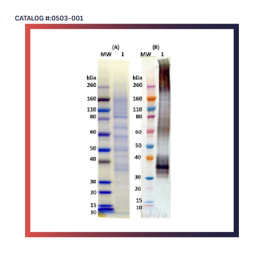 [IBT Bioservices] Recombinant Musoke Marburg virus GPΔTM