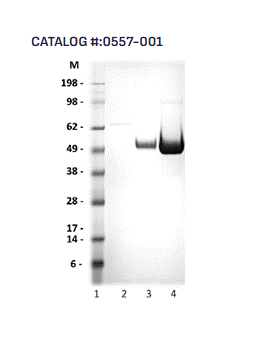 [IBT Bioservices] West Nile Virus-NS1 Protein