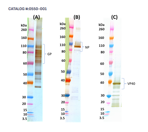 [IBT Bioservices] Ebola virus-like particles (EBOV VLP) (Zaire)