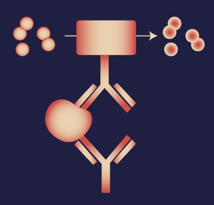 [IBT Bioservices] Human IgG ELISA kit