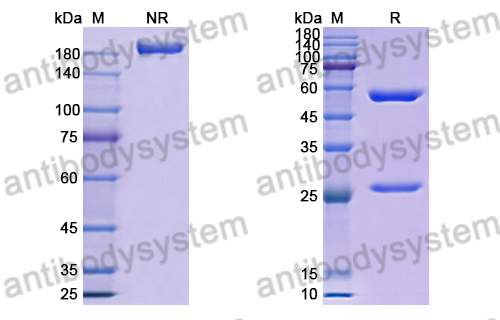 [Antibodysystem] Anti-HRSV-A F/Fusion glycoprotein F0 Antibody (MPE8)
