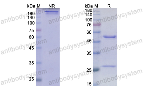[Antibodysystem] Anti-HRSV F/Fusion glycoprotein F0 Antibody (Am14)