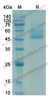 [Antibodysystem] Recombinant HRSV-A2 Pre-F/Fusion glycoprotein F0 Protein, C-His-Strep