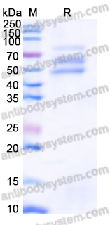 [Antibodysystem] Recombinant HRSV Post-F/Fusion glycoprotein F0 Protein, C-His-Strep