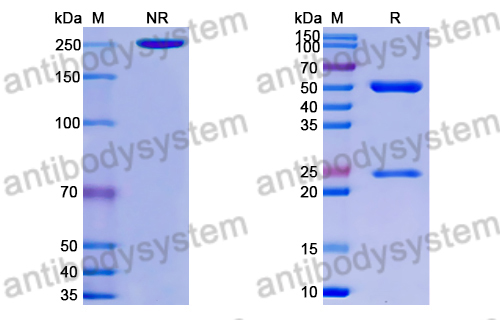 [Antibodysystem] Research Grade Anti-RSV F/Fusion glycoprotein F0 (ADI-14359)