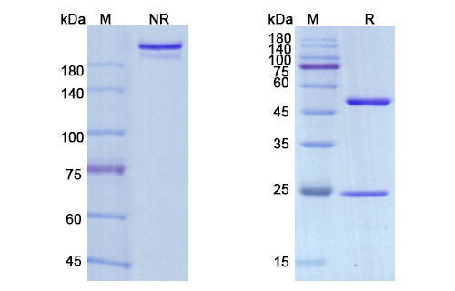 [Proteogenix] Avelumab Biosimilar – Anti-PD-L1 mAb – Research Grade
