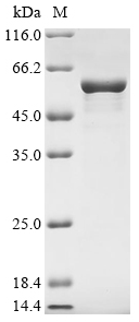 [Cusabio] Recombinant Human Glial fibrillary acidic protein (GFAP)