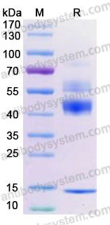 [Antibodysystem] Recombinant Mouse TGFB1/TGF-beta-1 Protein, N- 8*His (Active)