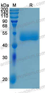 [Antibodysystem] Recombinant Human CD172b/SIRPB1 Protein, C-His (Active)