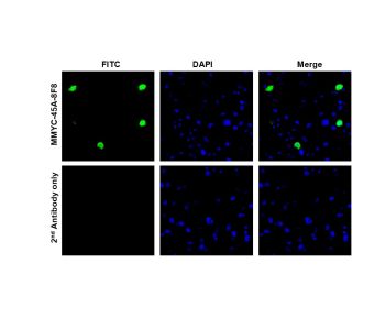 [ICL lab] Anti-C-MYC Antibody (Mouse - Clone #8F8) - Monoclonal