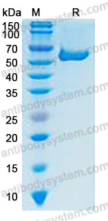[Antibodysystem] Recombinant Human CD277/BTN3A1 Protein, C-hFc-His (Active)