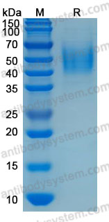 [Antibodysystem] Recombinant Human CD275/B7-H2 Protein, C-His (Active)