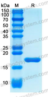 [Antibodysystem] Recombinant Human IL1B/IL1F2 Protein, C-His (Active)