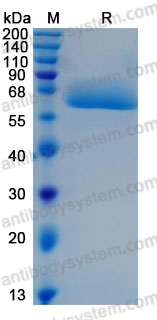 [Antibodysystem] Recombinant Human CD98/SLC3A2 Protein, N-His (Active)