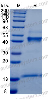[Antibodysystem] Recombinant Human Activin A Protein, C-His (Active)