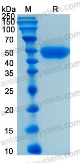 [Antibodysystem] Recombinant Human CD14 Protein, C-His (Active)