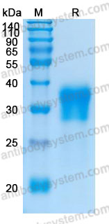 [Antibodysystem] Recombinant Human CD16a/FCGR3A (F176) Protein, C-His (Active)