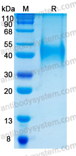 [Antibodysystem] Recombinant Human CD48 Protein, C-His (Active)