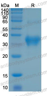 [Antibodysystem] Recombinant Human CLU/Clusterin Protein, C-His (Active)