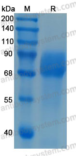 [Antibodysystem] Recombinant Human GHR Protein, C-hFc-His (Active)