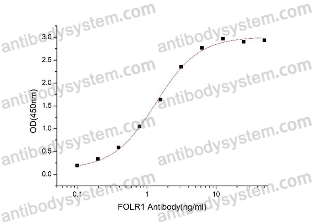 [Antibodysystem] Recombinant Human FOLR1 Protein, C-His (Active)