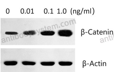 [Antibodysystem] Recombinant Human CD227/MUC1 Protein, C-hFc-His (Active)